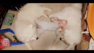 Дети с самоедами - самое доброе и милое видео! | Samoyeds&Children. Love&Samoyeds