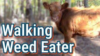 Why We Got Dexters | Perfect Homestead Cow