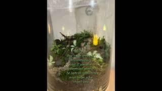 Terrarium Ecosystem Journey: Day 4 of Growth and Discovery #building #terrarium #aquascape