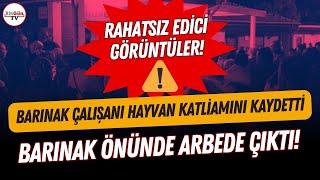 Bursa'da hayvan barınağındaki katliamı bir çalışan ifşa etti! Barınak önünde arbede çıktı...