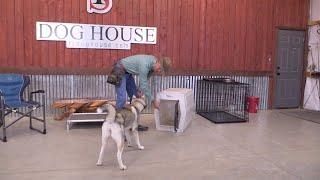 How To Teach A Dog To Go In The Crate - Crate Training A Resistant Dog