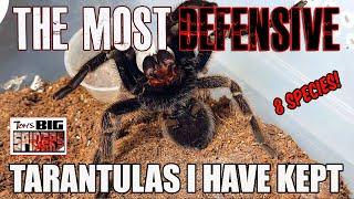 The Most Defensive Tarantulas I Have Kept