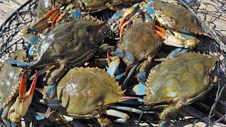 Delicious Fried Blue Crabs***Catch Clean And Cook***2 Days Of Crabbing Florida