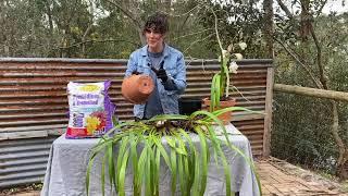 Searles Re-potting Cymbidium Orchids