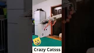 Crazy Catsss