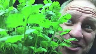 How to grow Hydroponic Cilantro