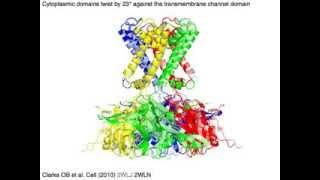 Inwardly rectifying potassium channel, conformational change