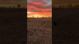 Metal detecting - The best hobby in the world!