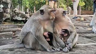 Best Monkey Moments In Angkor Wat