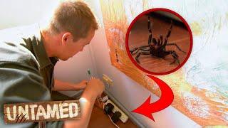 Family is Invaded By World's Deadliest Spider!  | The Wild Life Of Tim Faulkner Clip | Untamed