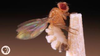 This Killer Fungus Turns Flies into Zombies | Deep Look