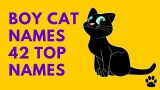 Boy Cat Names - 42 Top Names !!! [Best List] | Names