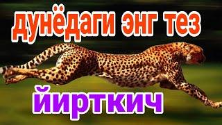 Гепард хакида 14 кизикарли фактлар! Gepard haqida 14 fakt