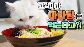 마라탕을 처음 먹어본 고양이  | 고양이산책