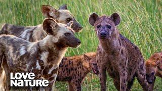 Wild Dogs Clash with Hyenas over Food | Love Nature
