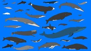 Whales and Dolphins - Animated Size Comparison - What is the largest whale? (NEW)