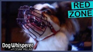 Family Dog Turned Violent Overnight | S4 Ep 23 | Dog Whisperer With Cesar Millan