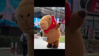 Met a capybara that could perform acrobatics.#capybara #acrobatic #dollcostume #funny #fun #cartoon