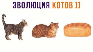 ЭВОЛЮЦИЯ КОТОВ))) Приколы с котами | Мемозг 971