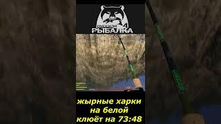 #SHORTS #жирные харки клюёт на белой на 73:48 # Russian Fishing 4 #