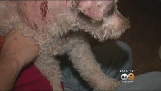 Man Seeks Owner Of Pit Bulls After Video Shows Them Attacking His Poodle