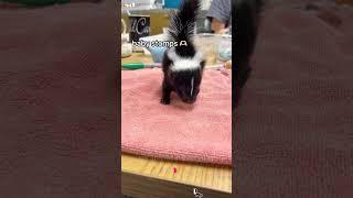 They’re pretty unique animals  #petskunks #babyskunk #skunkpet #skunkpets #skunk #pets #pinkhair