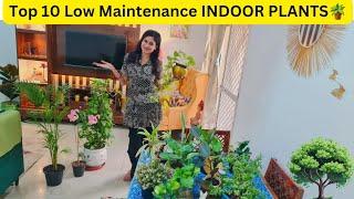 Top 10 Low Maintenance INDOOR PLANTS for your Home ||Plants Maintenance Care & Tips ||Hard to die||