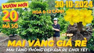 CHỊ NGA KIỀU Giao Lưu Mai Vàng Chơi Tết, Mai Tàng Thông Đẹp Giá Rẻ • THÀNH TRỌNG LÊ