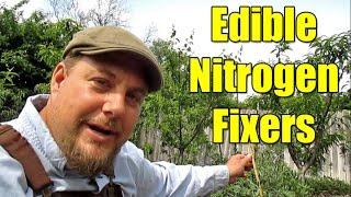 5 Cold Hardy Edible Nitrogen Fixer Plants Worth Growing!