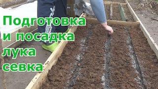 Подготовка и посадка лука севка весной