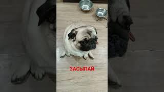 засыпай,любовь моя засыпай