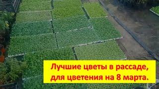 Лучшие цветы - рассада, для выращивания на 8 марта