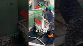 Why Bluefin Tuna Is Worth $1 Million 