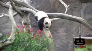 Adorable Panda Bears Climbing and Falling - So Cute - TOP 10