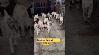 Gazipur Mandi 2025 #bakra #2025 #goat #bakraeid #vlog #bakraeid2025 #viralshorts #music #viralreels