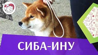 Сиба-ину на ilikepet. Особенности породы, уход