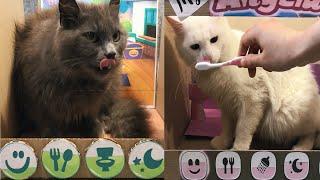 My Talking Tom and Talking Angela in real life. DIY