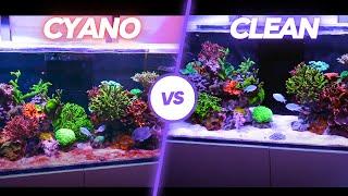 !!!How To Get Rid of CYANO BACTERIA in a REEF TANK!!! 5 Tips