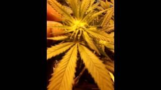 600 watt hps Nirvana super skunk and pure power plant day 21 in flowering