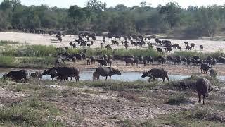 Buffalo herd in South Africa