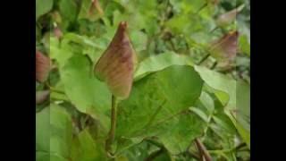 Hedge Bindweed or Bellbine (Calystegia sepium)