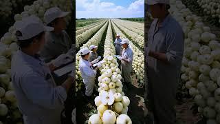 Workers record the growth process of pears#fruit #farming#farm #nature #shorts
