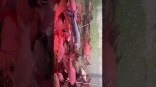 Fish fly#china #kelah