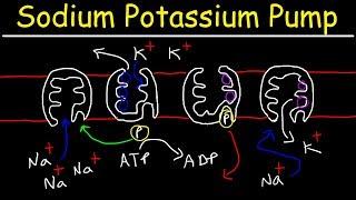 Sodium Potassium Pump - Active Transport