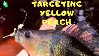 Targeting Yellow Perch