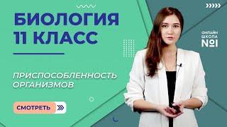 Приспособленность организмов к среде как результат действия отбора. Видеоурок 10. Биология 11 класс