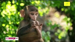 Cute and funny monkey videos || Funniest Monkey Full HD || infinity media times