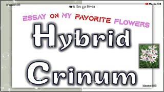 Hybrid Crinum Flower | Essay On Hybrid Crinum Flower | My Favorite Flower Hybrid Crinum | #mazaa108