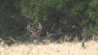 AMAZING ARCHERY OPENER | MONSTER WHITETAIL BUCK - UP NORTH OUTDOOR MADNESS