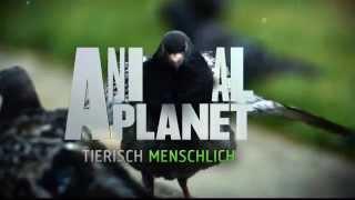 Animal Planet HD Germany - Bumpers! - May 2014